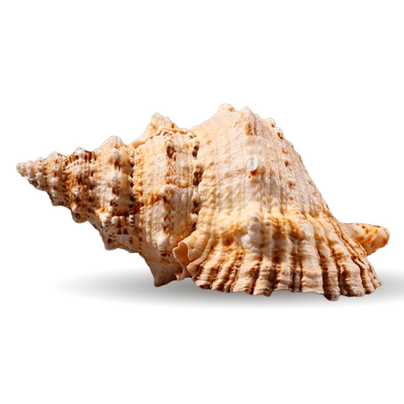Decoração Com Conchas Do Mar Grande Bursa Bubo