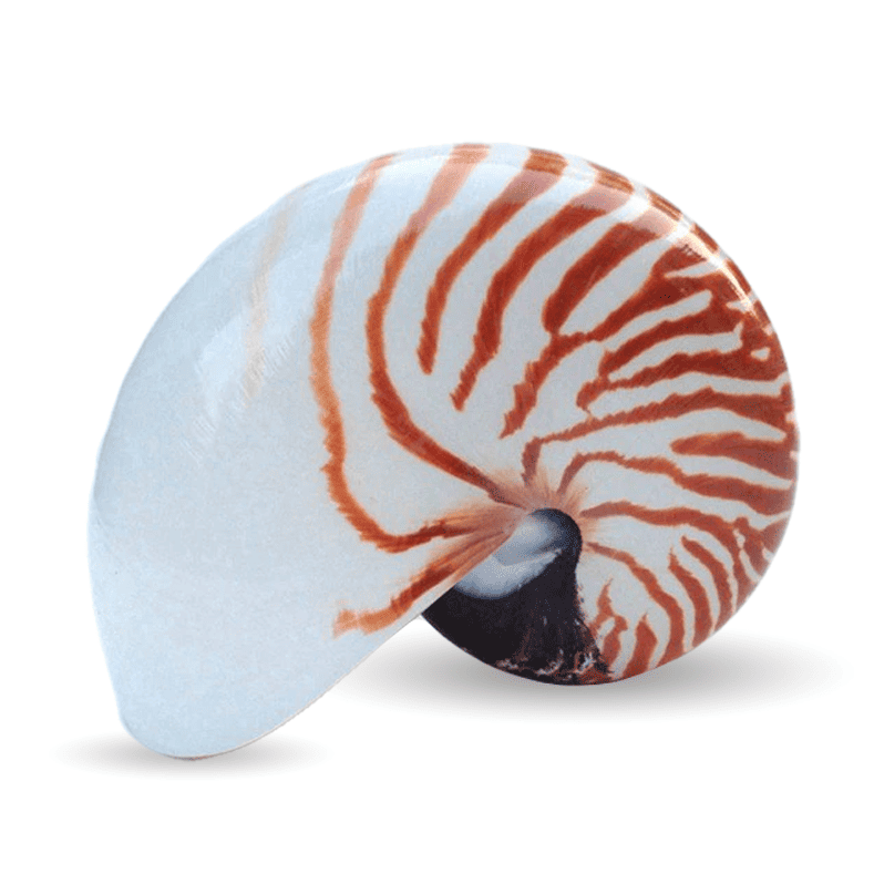 Decoração Com Conchas Do Mar Nautilus