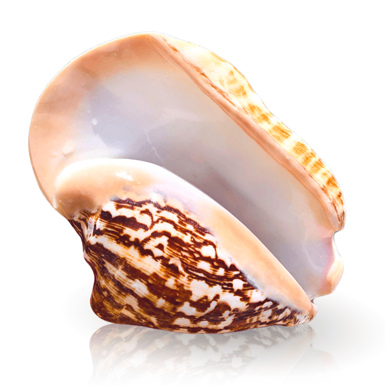 Decoração Com Conchas Do Mar Grande Estrombo