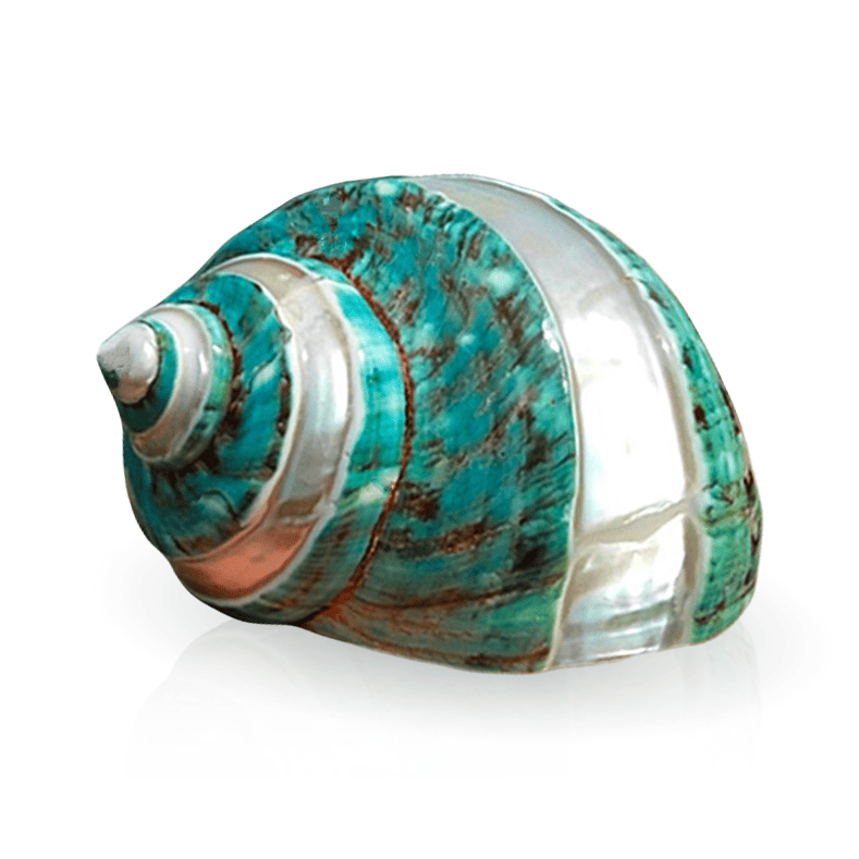 Decoração Com Conchas Do Mar Grande Turbo Polido