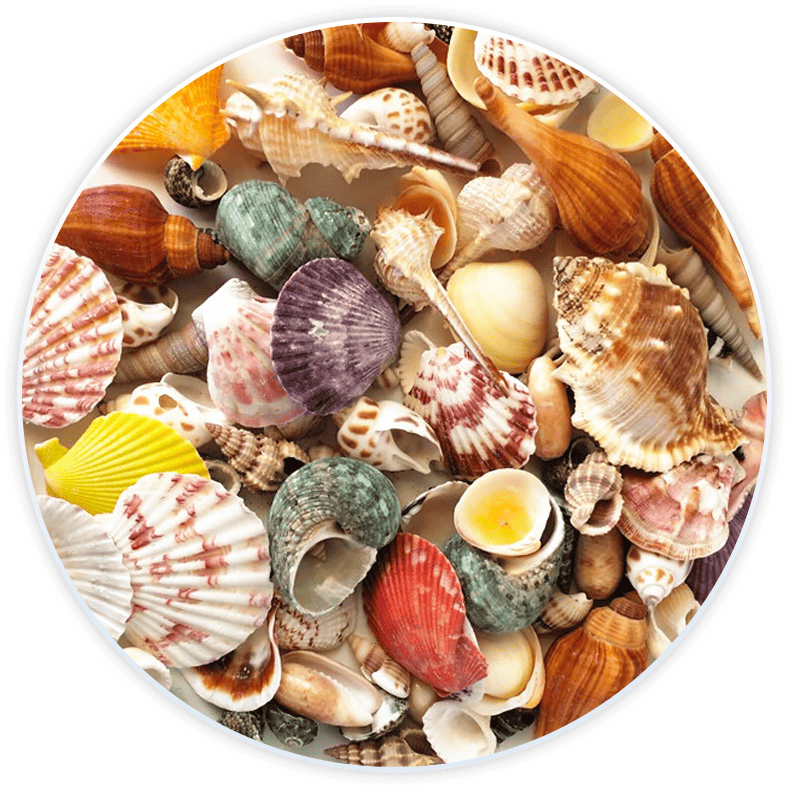 Conjunto De Conchas Do Mar Para Decoração E Diy (120 Peças)