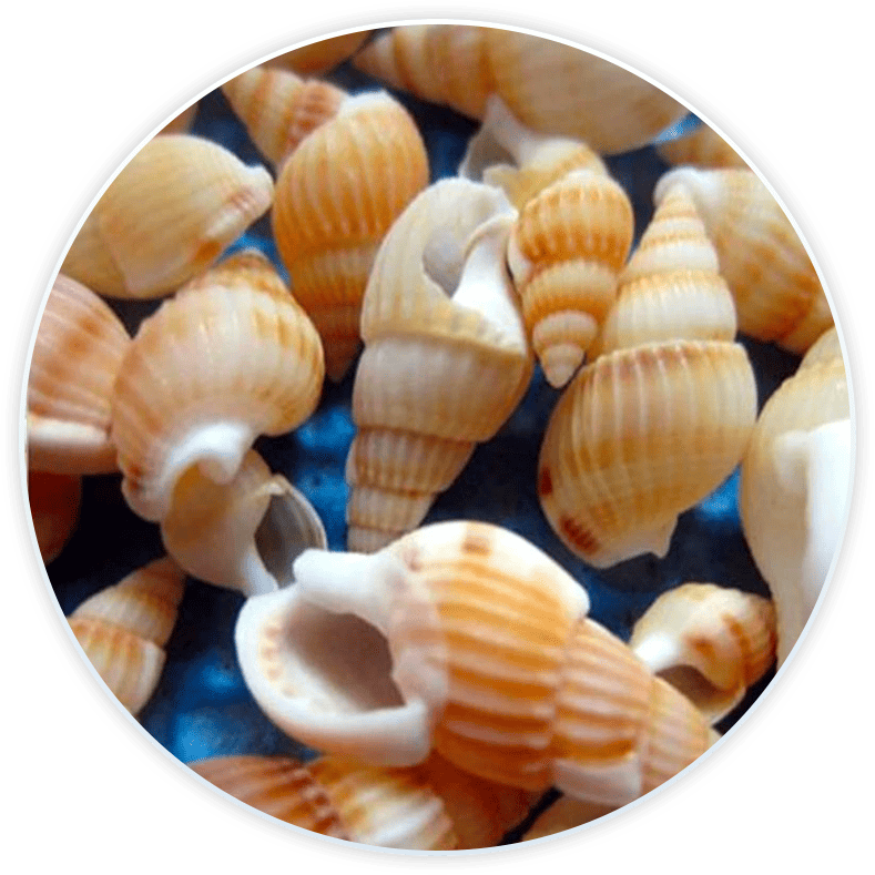 Conjunto De Conchas Do Mar Buzios Marrons Para Decoração E Diy (100 Peças)