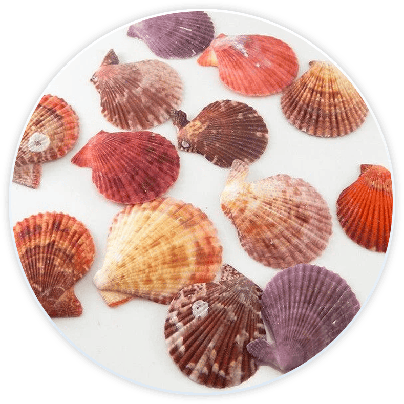 Conjunto De Conchas Do Mar Conchas Decorativas (20 Peças)
