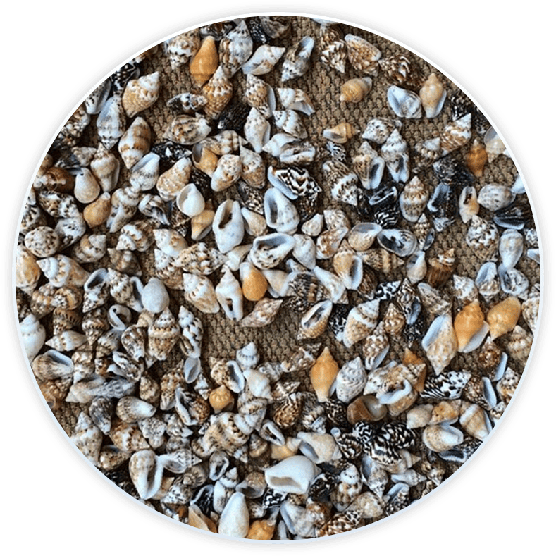 Conjunto De Conchas Do Mar Pequenos Buzios Para Decoração E Diy (50 Peças)