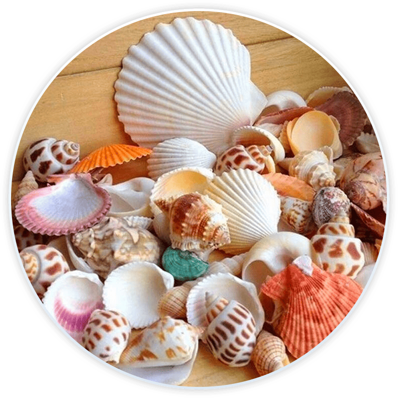 Conjunto De Conchas Do Mar Para Decoração E Diy (100G)