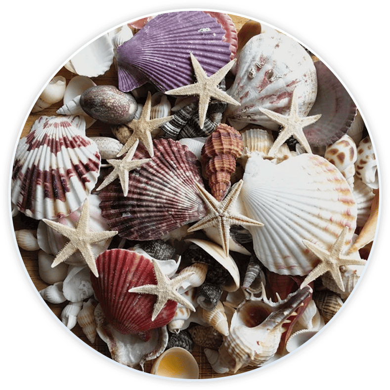 Conjunto De Conchas Do Mar Para Decoração E Diy (100 Peças)
