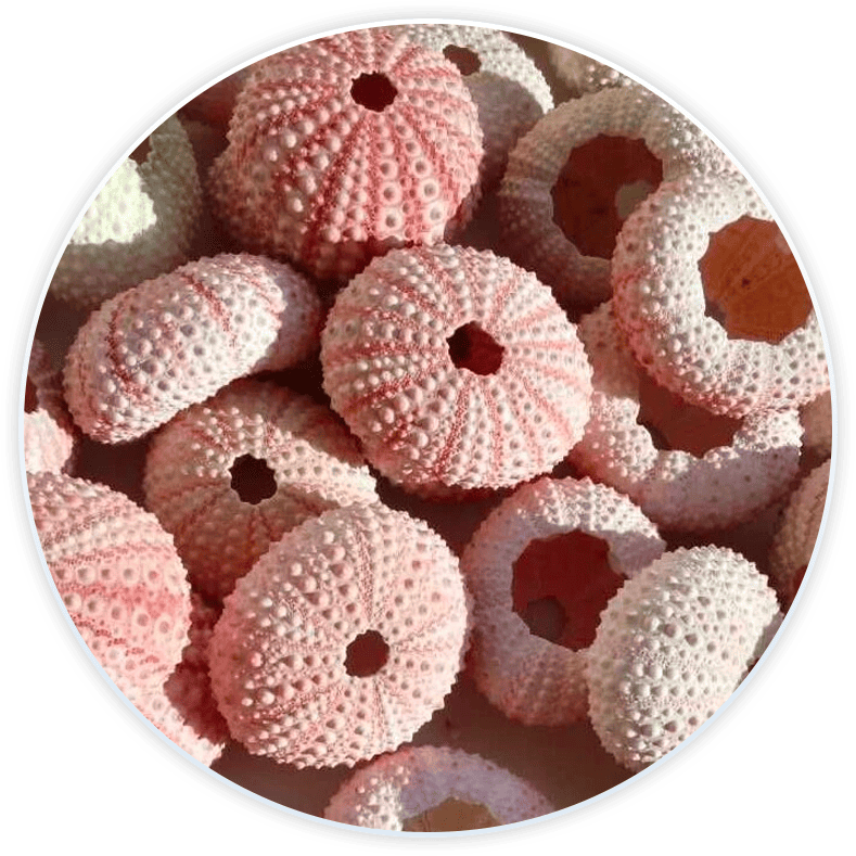 Conjunto De Conchas Do Mar Conchas De Ouriços-Do-Mar Para Decoração E Diy (6 Peças)