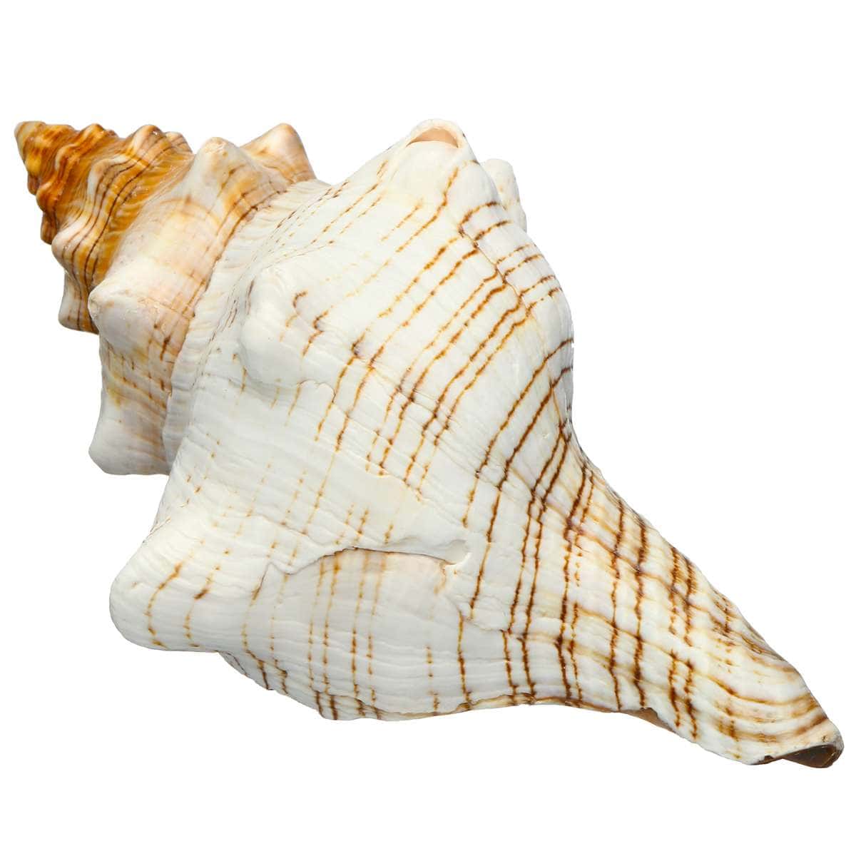 Decoração Com Conchas Do Mar Concha Cavalo Trapézio