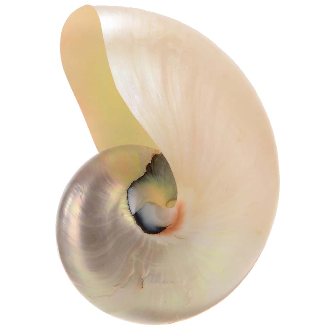 Decoração Com Conchas Do Mar Grande Nautilus Branco Polido