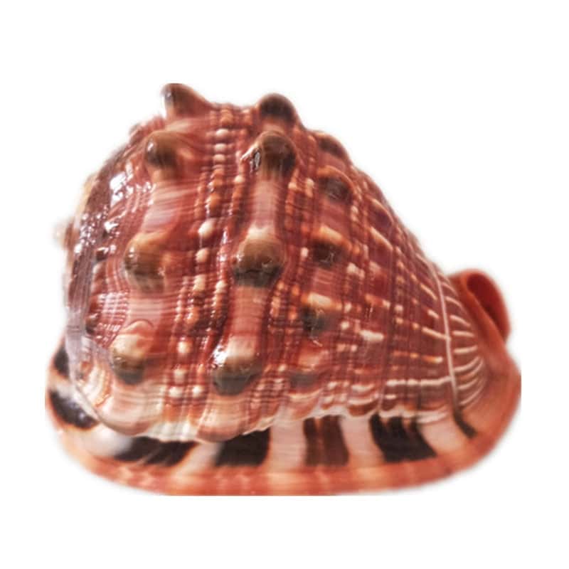 Decoração Com Conchas Do Mar Capacete Do Mar